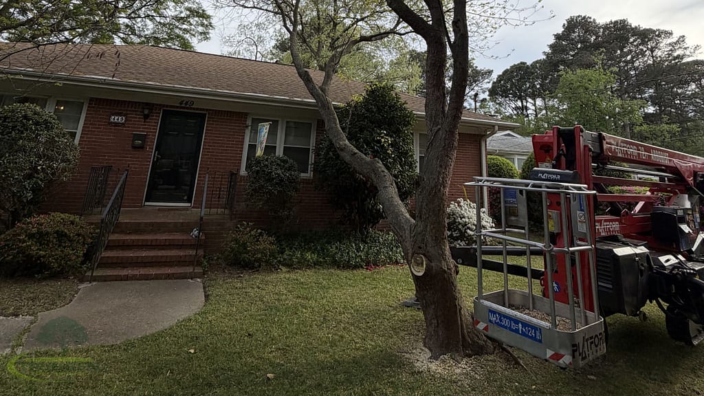 Tree removal