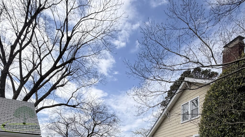 Tree service company