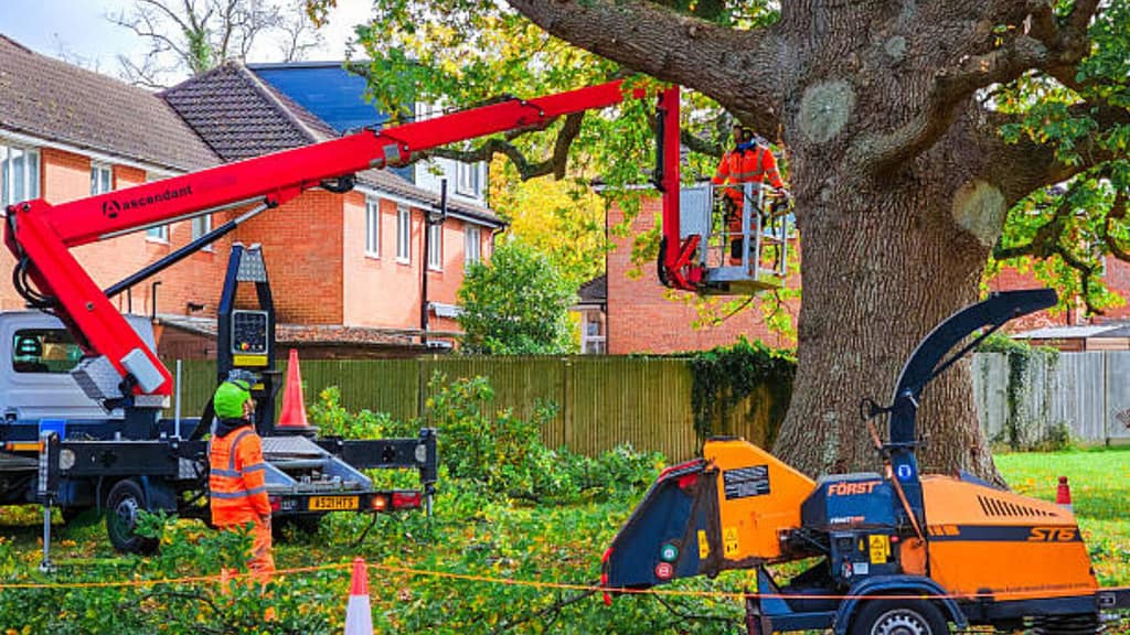 tree cutting service virginia beach