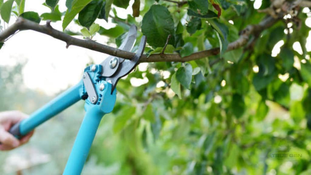 tree pruning virginia beach