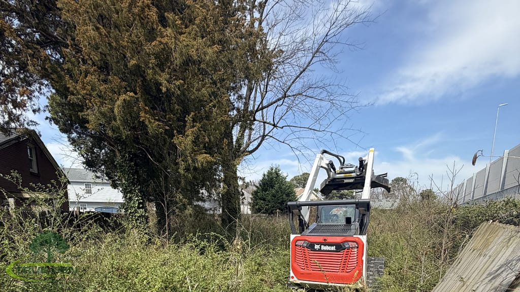 tree removal service virginia beach