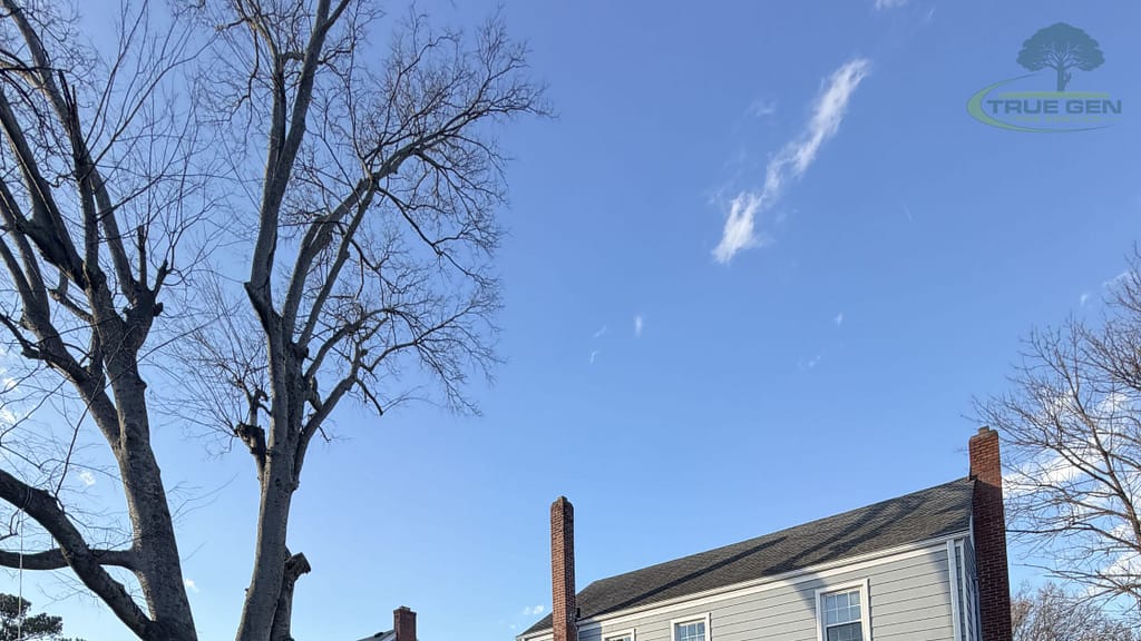 tree removal virginia beach va