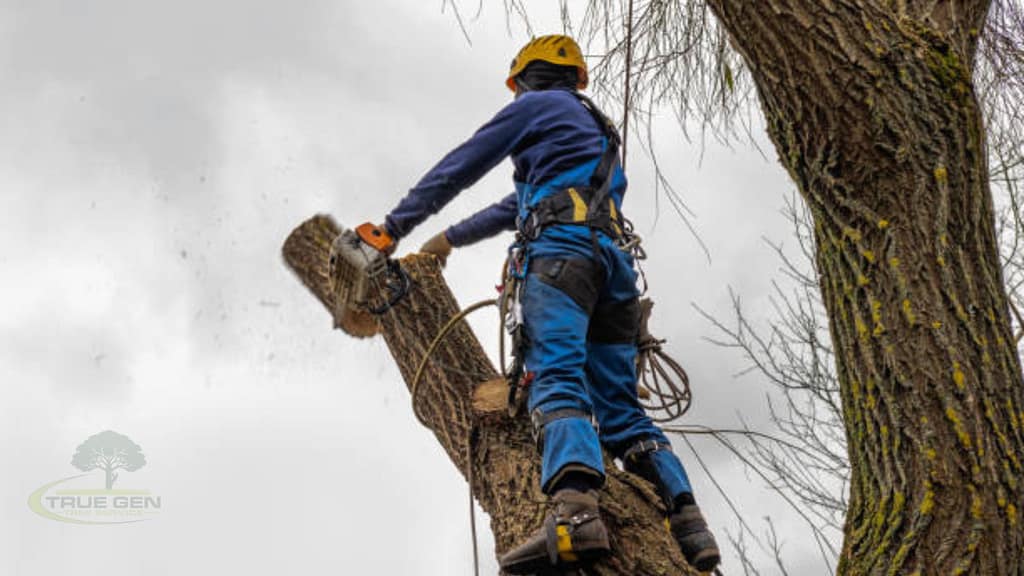 virginia beach tree service