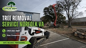 tree removal service norfolk va