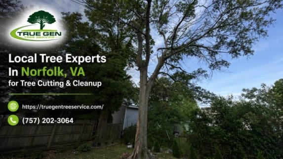 local tree experts Norfolk