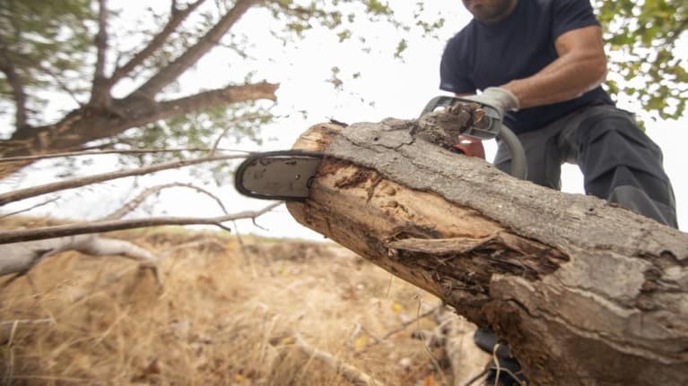 tree removal service norfolk va