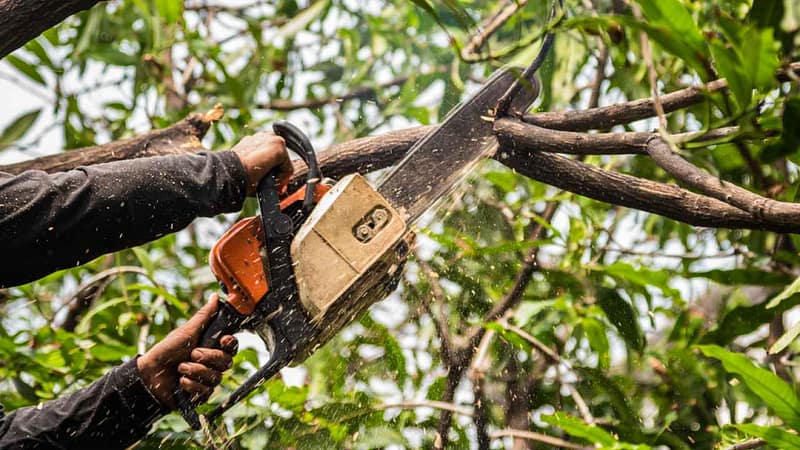 DIY tree trimming with hand pruners and safety gear to maintain healthy backyard trees.